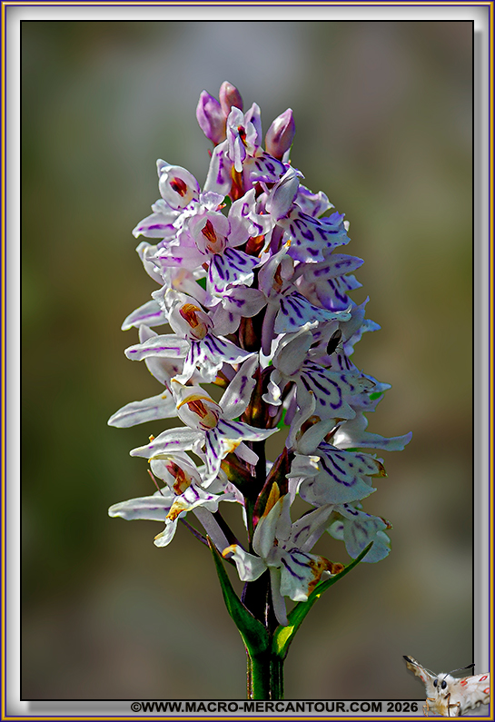 Orchis tachet&eacute;